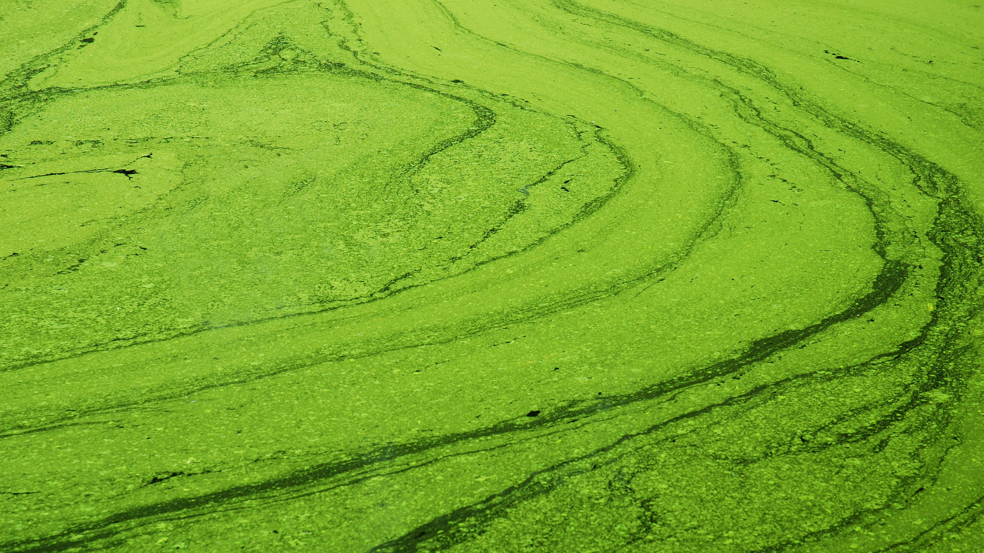 A pond covered in bright green algae that is layering the top of the pond in think bands.